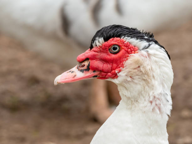 istock Muscovy Duck Close up Side Profile 1285266760