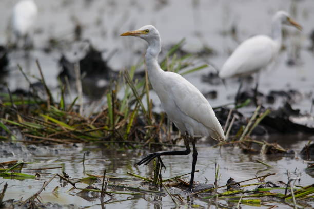 istock Cattle Egret is looking for food in the fields 1285266909