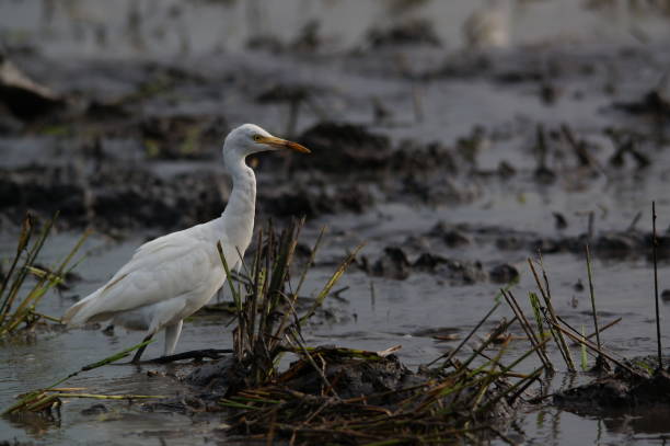 istock Cattle Egret is looking for food in the fields 1285266925