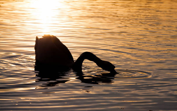 istock springtime on the lake with a lone Swan 1285267419