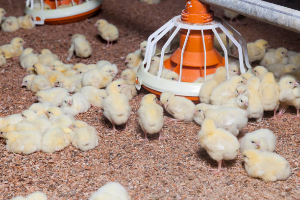 young broiler chickens - chicken house imagens e fotografias de stock