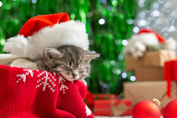 istock Christmas cat wearing Santa Claus hat sleeping on plaid under christmas tree with blurry festive decor. Adorable little tabby kitten, kitty, cat. Cozy home. Animal, pet, cat. Close up, copy space. 1285269943