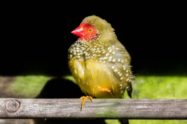 istock Star Finch Resting on a Perch 1285272158