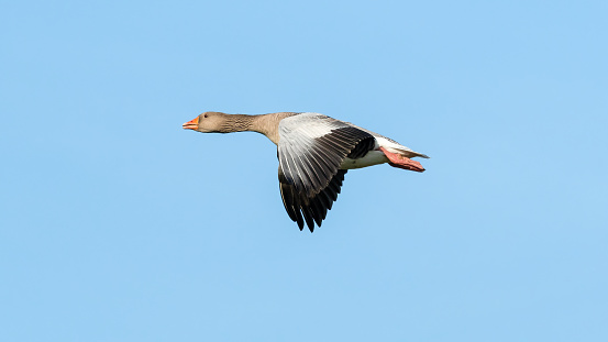 Greylag Goose Flying Across the Sky