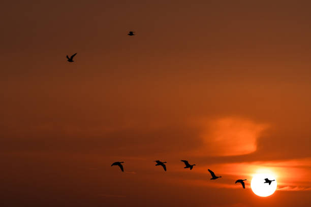 istock silhouette of Geese Flying Past a Setting Sun 1285273644
