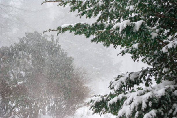 istock Evergreen Tree Pine Branches Covered With Snow and Falling Snowflakes 1285274166