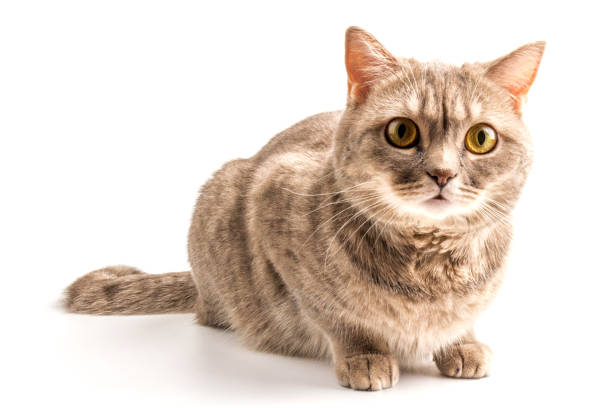 istock Pretty sitting silver tabby british shorthair cat isolated on a white background 1285276015