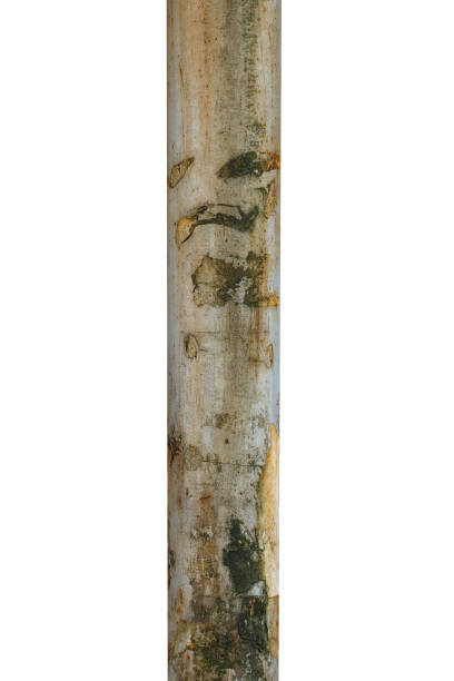 istock old metal pole isolated on white background 1285277008