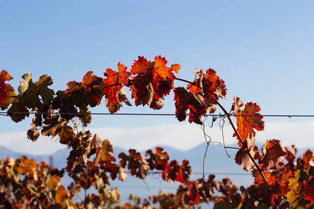 A close-up of brightly colored grape leaves against a defocused background. Orange red vine foliage on blue sky on a sunny day