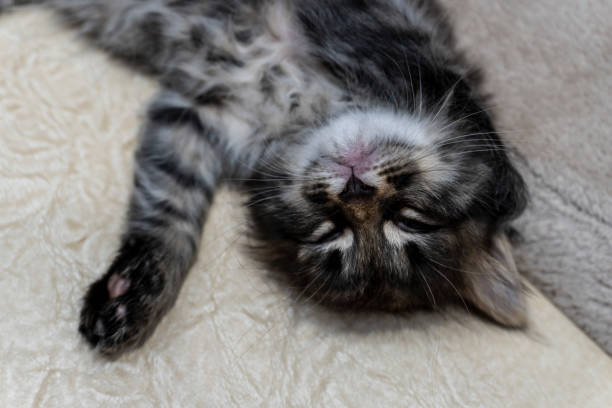 istock Picture a small kitten, a beautiful background or cover for notebooks 1285278892