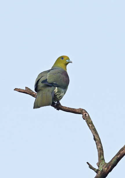 istock White-bellied Green-pigeon 1285279953