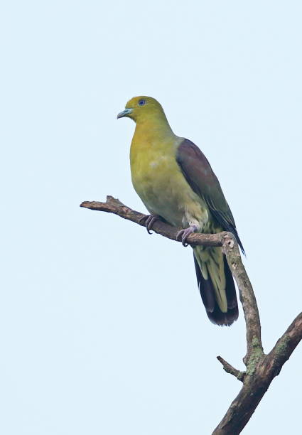 istock White-bellied Green-pigeon 1285280019