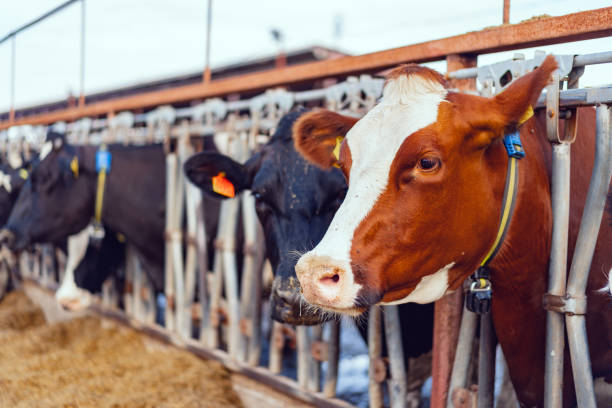 istock Large cowshed with milky cows on the farm 1285280200