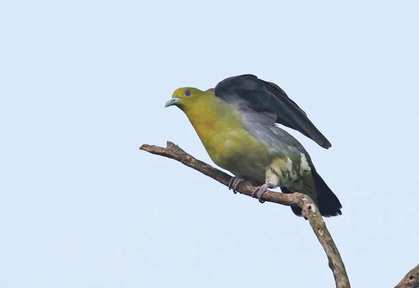 istock White-bellied Green-pigeon 1285280321