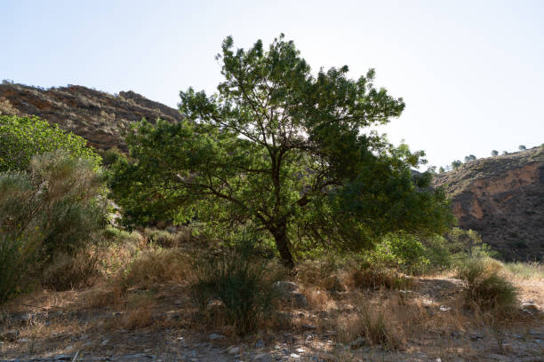 istock a tree with green leaves in a river in southern Spain 1285280446
