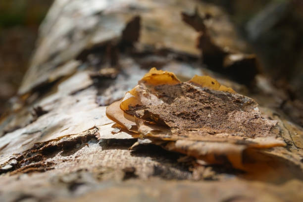 A tree trunk background picture