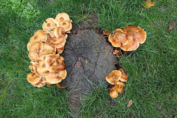 istock Mushrooms in the woods autumn time 1285282766