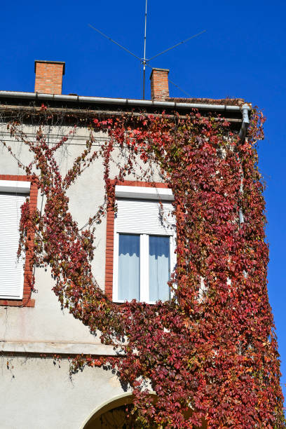 istock Old building covered with red leaves in autumn time 1285282823