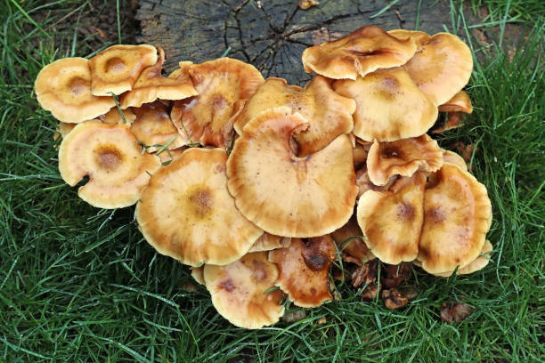 istock Mushrooms in the woods autumn time 1285282868