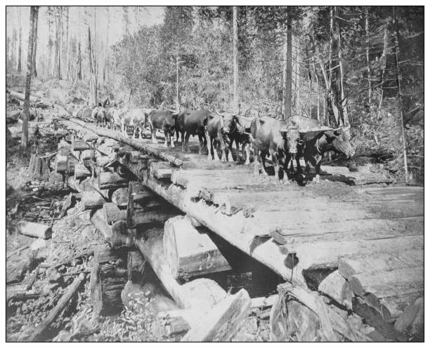 Antique black and white photo of the United States: Redwoods, California Antique black and white photo of the United States: Redwoods, California lumber industry photos stock illustrations