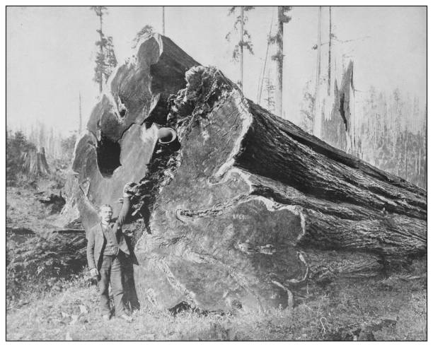 Antique black and white photo of the United States: Fallen tree Antique black and white photo of the United States: Fallen tree deforestation photos stock illustrations