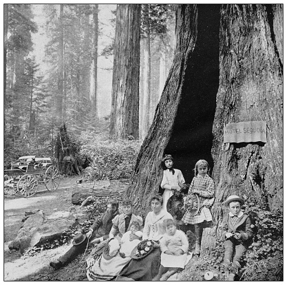 Antique black and white photo of the United States: Camping among the big trees