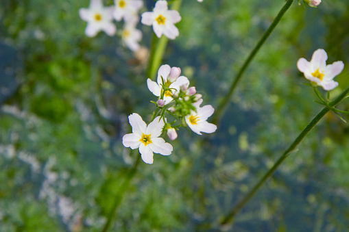 European water-plantain (Alisma plantago-aquatica) plant blooming in a pond