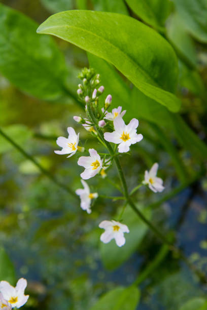 The European water-plantain (Alisma plantago-aquatica) stock photo