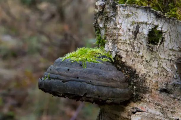Photo of polyporus one over the other mushroom specific species on a dead tree trunk