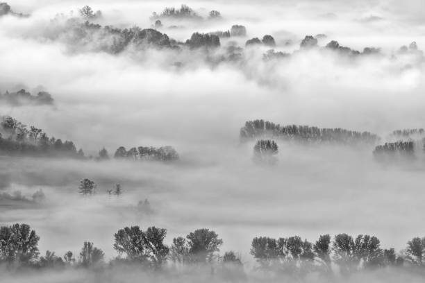 istock Black and white landscape with trees and fog at dawn 1285286117