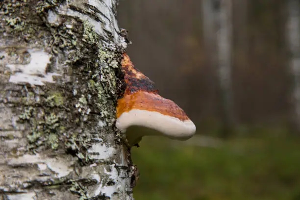 Photo of polyporus one over the other mushroom specific species on a dead tree trunk