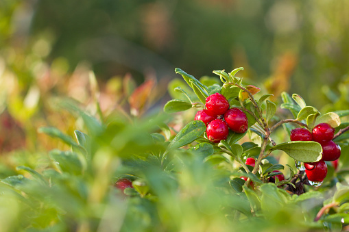 Wild berry cranberries growing in forest. Rich red colored berries surrounded by the bright green leaves.