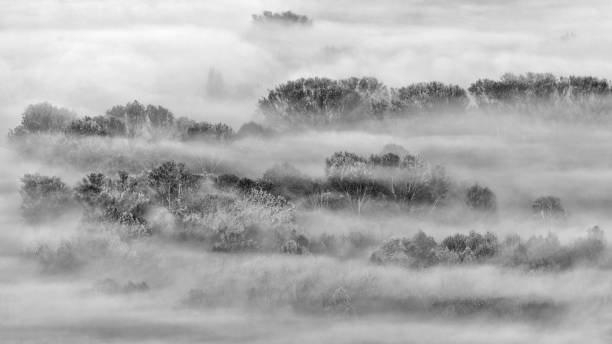 istock Black and white landscape with trees and fog at dawn 1285286284