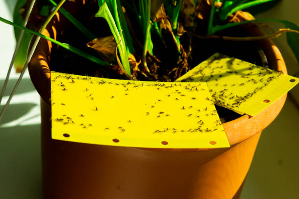 some dark-winged fungus gnats are stuck on a yellow sticky trap
