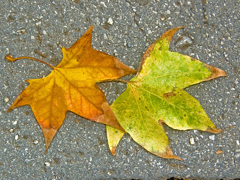 Colors of fallen autumn leaves.