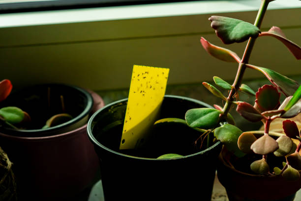 some dark-winged fungus gnats are stuck on a yellow sticky trap