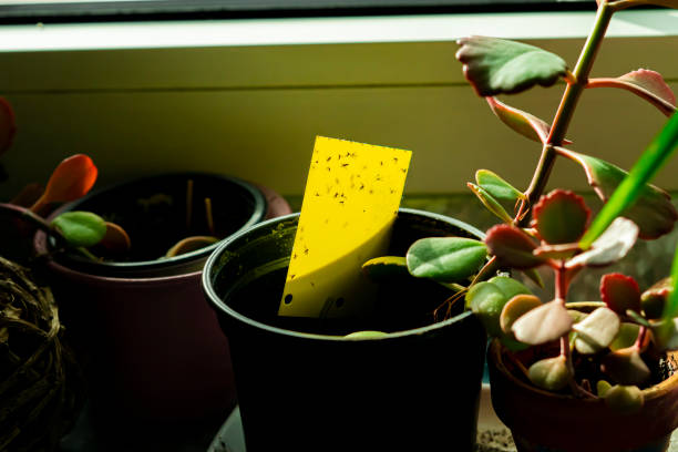 istock yellow sticky trap in a houseplant pt 1285286827