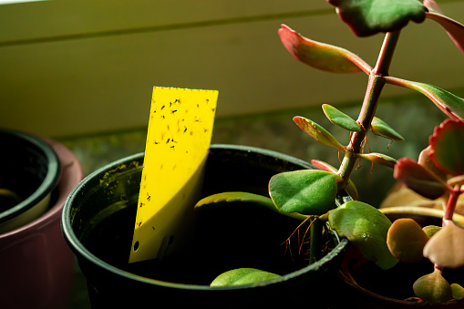 some dark-winged fungus gnats are stuck on a yellow sticky trap