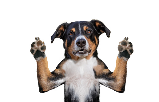 Hello goodbye high five dog hands up, appenzeller sennenhund