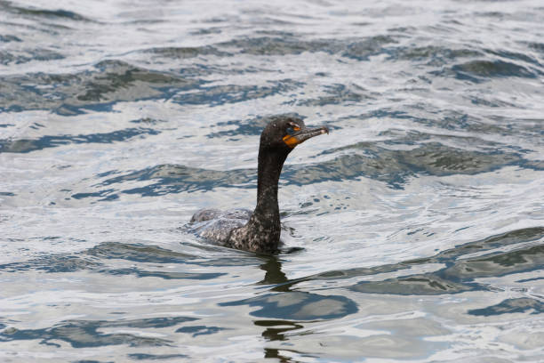 istock Vertical of Double-crested Cormorant, Phalacrocorax auritus 1285287920