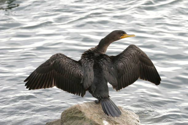 istock Double-crested Cormorant, Phalacrocorax auritus, stretching wings 1285287943