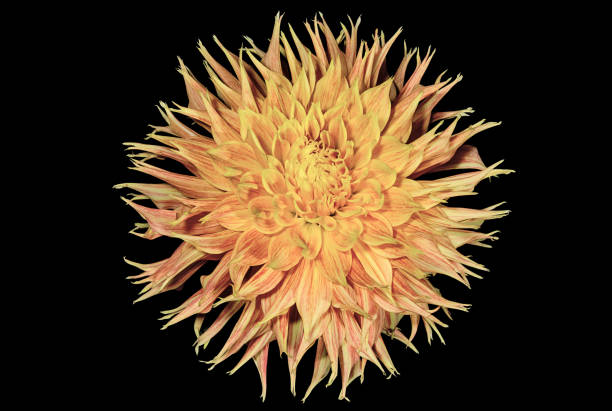 istock Dahlia flower close up 1285288201