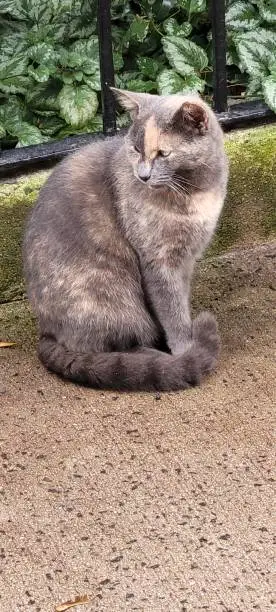 Photo of A streetcat names willow