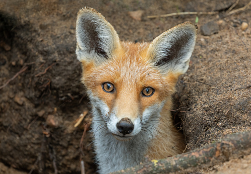 Beautiful red fox coming out of his den.