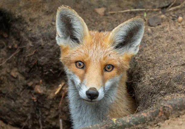 Photo of Beautiful red fox