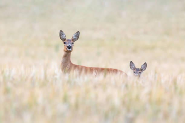 istock Female roe deer with fawn 1285289289