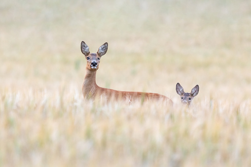 Female roe deer with fawn
