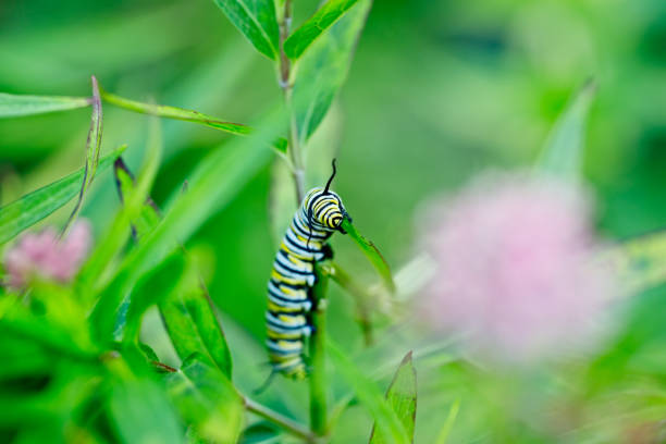 Monarch caterpillar eating the leaves of a milkweed plant in the summer garden