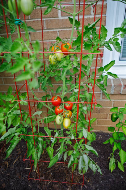 Plum Tomatoes Ripening on the Vine Organically homegrown plum tomatoes growing on the vine in a summer kitchen garden in a tomato cage for support tomato plant stock pictures, royalty-free photos & images