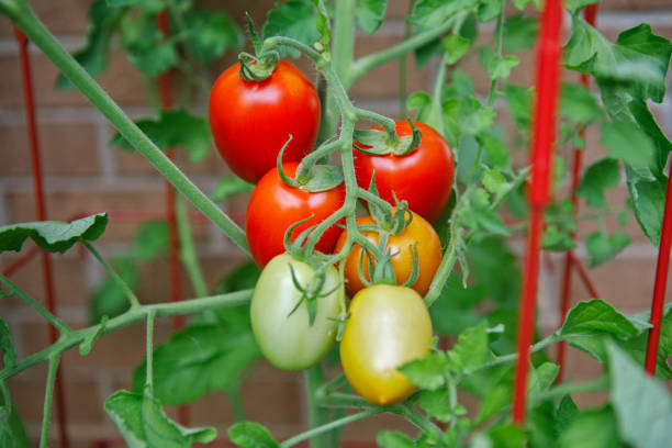 Plum Tomatoes Ripening on the Vine Organically homegrown plum tomatoes growing on the vine in a summer kitchen garden in a tomato cage for support tomato cages stock pictures, royalty-free photos & images